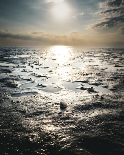 Eine Nahaufnahme aus bodennaher Perspektive im Watt bei Ebbe. Im Vordergrund liegt eine einzelne, geriffelte Muschelschale auf dem feuchten, dunklen Wattboden. Das Sonnenlicht steht tief am Himmel und reflektiert sich gleißend im flachen Wasser und den nassen Oberflächen des Schlicks. Der Blick führt über die weite Wattlandschaft bis zum flachen Horizont. Darüber steht eine leichte Wolkendecke, durch die die Sonne ein warmes, goldensepiafarbenes Gegenlicht wirft.