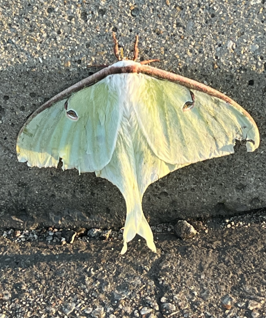 A pale green Luna moth sits on a concrete curb