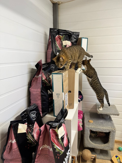 The photo shows two curious cats climbing over a stack of freshly restocked cat food, making sure everything is properly inspected.