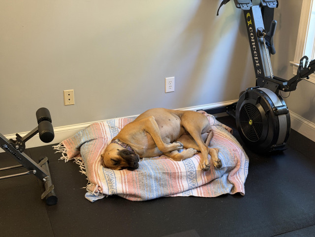 A large dog is sleeping on a blanket in a home gym, surrounded by fitness equipment, including a rowing machine and a weight bench. The wall is a light color and there is natural light coming in from a window.