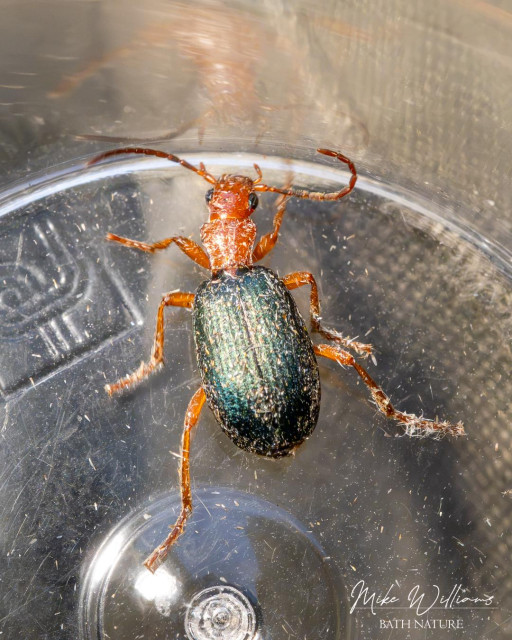 Bombardier Beetle