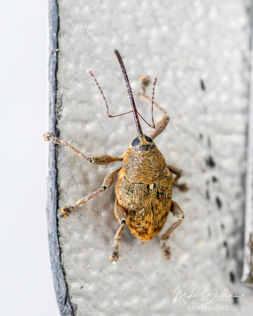 Acorn Weevil
