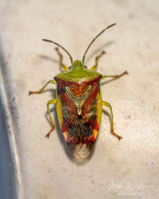 Birch Shieldbug