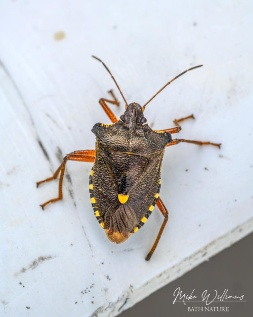 Red-legged Shieldbug