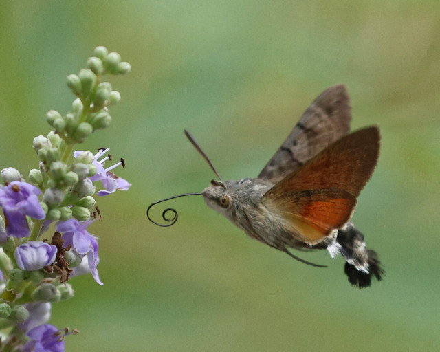 A hummingbird hawk-moth flies towards the flower of a chaste tree 
Its proboscis is still curled up