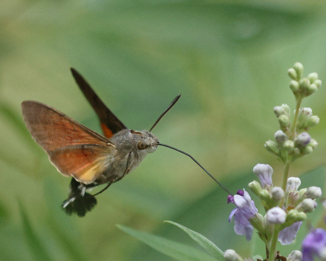 The proboscis is now ‘docked’ into the flower while the moth is hovering