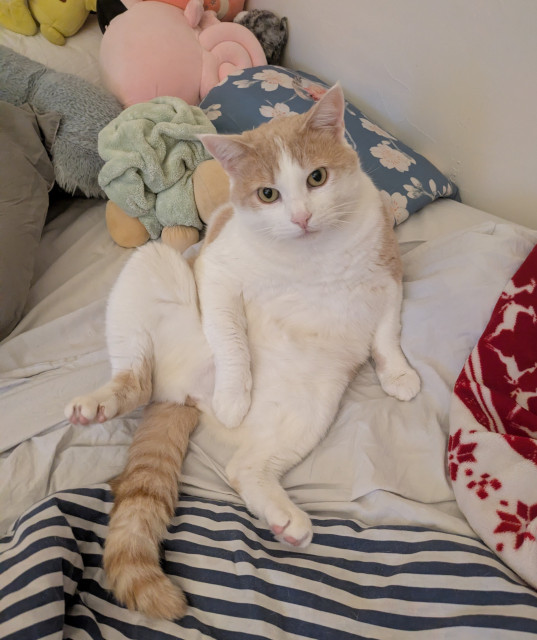 Milka, sitting oddly, though it does not bother him at all.