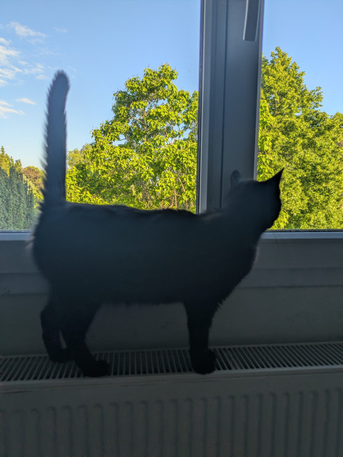 Haru, looking out the window, tail at a right angle.