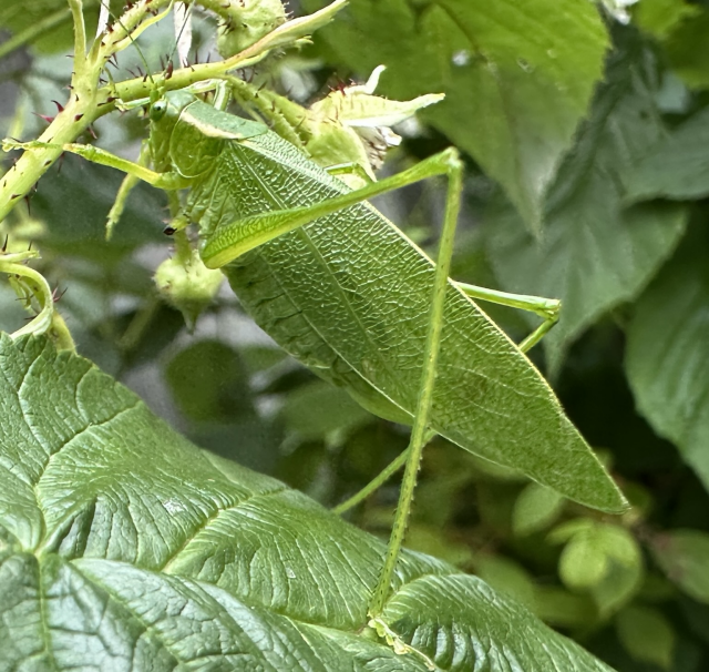 A bush katydid on the greenery of raspberry canes. Its green leaf mimicry is impeccable. 