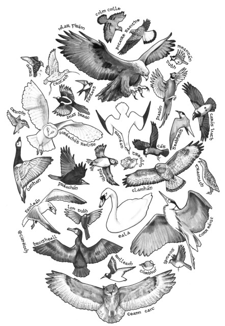 An oval-shaped greyscale cartoon drawing containing a large selection of Ireland's birds, with their names in Irish beside them.