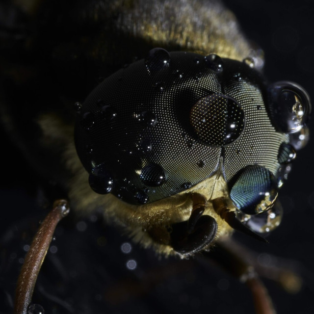 A Giant Dark Horsefly aka Sudeticus tabanus
A macro close up of it's head which is mainly it's two massive eyes, all covered in rain droplets.