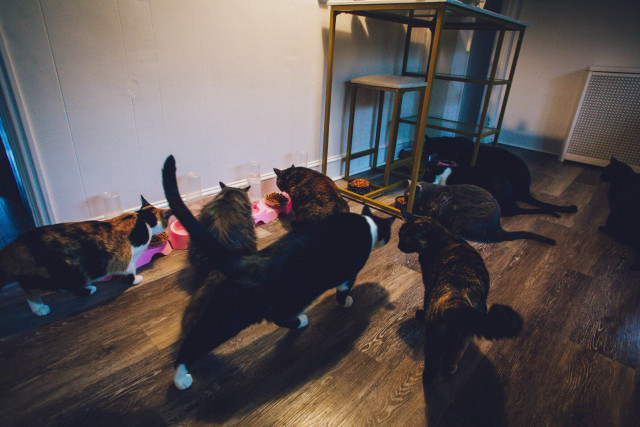Photo of nine cats roaming through a room adorned with pink food and water dishes. They range in size and color from calico to all grey, black and white and a few torties as well. 