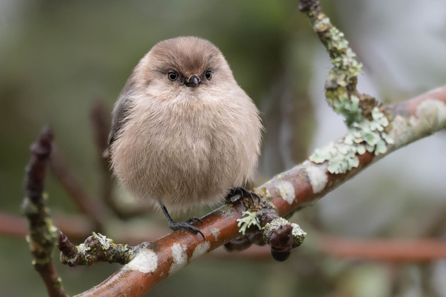 Fluffy round female bushtit with attitude. 