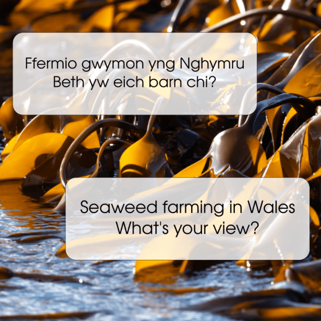 A post advertising a survey about seaweed, with a seaweed picture as the background.