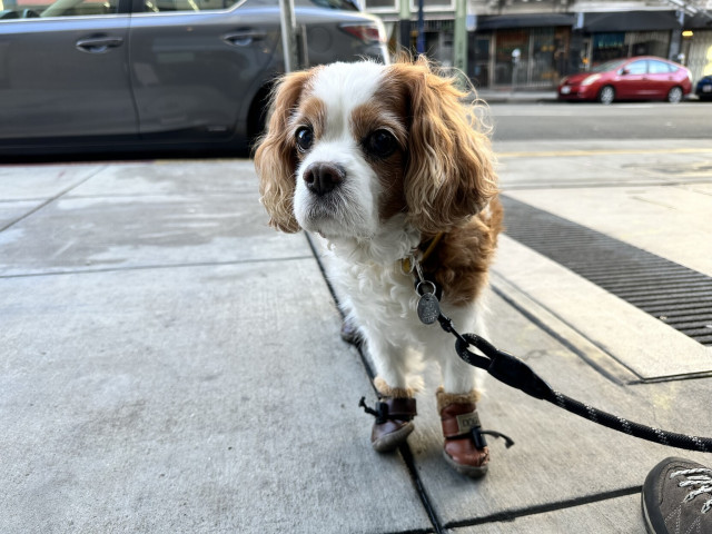 A dog begging for food